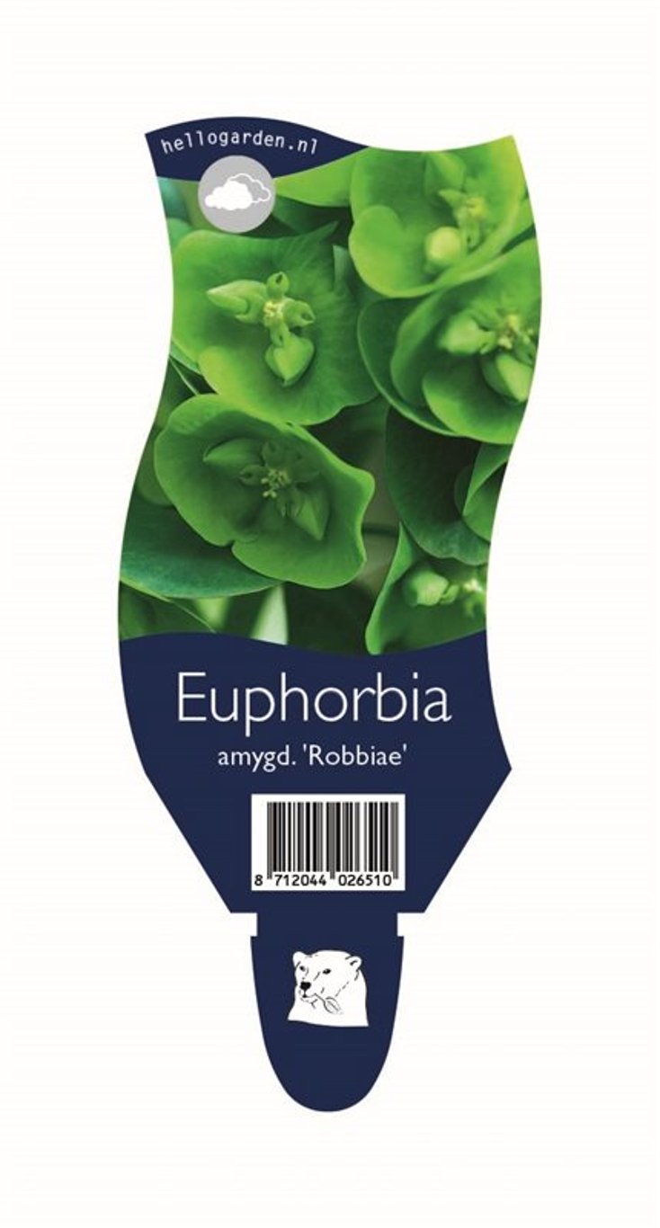 Euphorbia amygdal. robbiae - P11